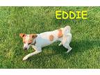 EDDIE Jack Russell Terrier Young Male