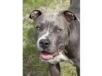 HOPE American Staffordshire Terrier Young Female