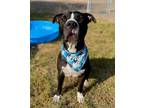 Pooh Bear American Staffordshire Terrier Adult Male