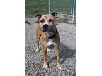 Biscuit Pit Bull Terrier Adult Female