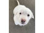 Shirley Great Pyrenees Puppy Female