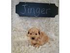 Mini Jinger