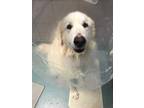 Adopt Gus a White Great Pyrenees / Mixed dog in Knoxville, TN (32389284)