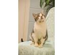 Adopt Ronald a Brown Tabby Domestic Shorthair (short coat) cat in Twin Falls