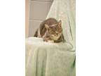 Adopt Lottie a Gray, Blue or Silver Tabby Domestic Shorthair (short coat) cat in
