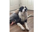 Adopt Chuck a Black - with White Border Collie dog in Tooele, UT (33427058)
