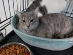 Adopt Mercury a Gray, Blue or Silver Tabby Domestic Shorthair / Mixed cat in