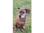 Adopt Peggy a Mountain Cur / Mixed Breed (Medium) / Mixed dog in Greenville