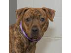 Adopt Rocky a Brindle Pit Bull Terrier / Mixed dog in Troy, OH (33426323)