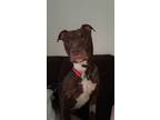 Adopt ACHILLES a Red/Golden/Orange/Chestnut - with White American Pit Bull