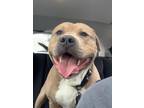 Adopt KAI a Tan/Yellow/Fawn American Pit Bull Terrier / Mixed dog in Stahlstown