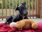 Adopt DOBBY a Black American Pit Bull Terrier / Mixed Breed (Medium) / Mixed dog