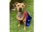 Adopt CHLOE a Black - with Tan, Yellow or Fawn American Pit Bull Terrier / Hound