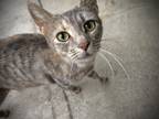 Adopt Kallie a Tortoiseshell Domestic Shorthair (short coat) cat in Flint