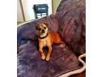 Adopt Ozzy a Tricolor (Tan/Brown & Black & White) Beagle / Pug / Mixed dog in