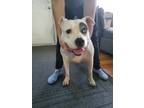 Adopt Peanut a White - with Black Bull Terrier / Mixed dog in Southfield