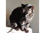 Adopt Elise a All Black American Shorthair / Mixed (short coat) cat in