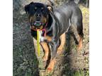 Adopt Rango a Black Rottweiler / Mixed dog in Battle Ground, IN (33422937)