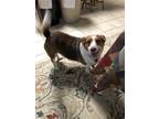 Adopt Buddy a Tricolor (Tan/Brown & Black & White) Beagle / Mixed dog in Selma