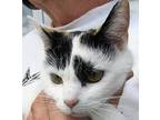 Adopt Tara a Calico or Dilute Calico Turkish Van (medium coat) cat in Frederick