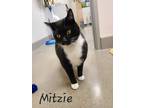 Adopt Mitzie a Black & White or Tuxedo Domestic Shorthair (short coat) cat in