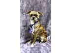 Adopt Vinnie a Brindle Boston Terrier / Mixed dog in Lodi, CA (33420944)