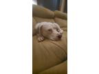 Adopt Lincoln a White American Pit Bull Terrier / Mixed dog in Buffalo