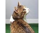 Adopt Brennan a Gray or Blue Domestic Shorthair / Mixed cat in Morgan Hill