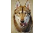Adopt Balto a Red/Golden/Orange/Chestnut Husky / Mixed dog in Fallston