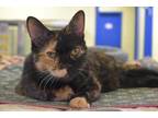 Adopt Nala a All Black Domestic Shorthair / Domestic Shorthair / Mixed cat in