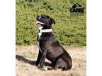 Adopt Maple a Labrador Retriever, Pit Bull Terrier
