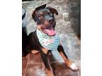 Adopt Lucky a Mixed Breed