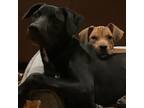 Adopt Barney and Chaco a Black Labrador Retriever, Terrier