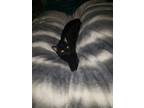 Adopt Paisley a All Black Domestic Shorthair / Mixed (short coat) cat in Red