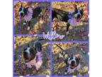 Adopt Willow a Black - with White Border Collie / Pit Bull Terrier / Mixed dog