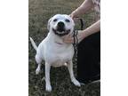 Adopt Angel a White - with Black American Staffordshire Terrier / Labrador