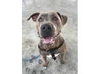 Adopt Bindi a Brindle American Staffordshire Terrier / Mixed dog in Columbus