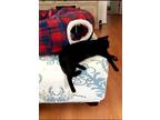 Adopt Millie a All Black Bombay (short coat) cat in Lincoln Park, NJ (33435741)
