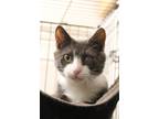 Adopt Jeremy (Jolie) a Domestic Shorthair / Mixed (short coat) cat in Rome