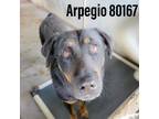 Adopt Arpegio a Black Rottweiler / Mixed dog in Edinburg, TX (33434893)
