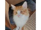Adopt Opi a White Domestic Mediumhair / Mixed cat in Zimmerman, MN (33434243)