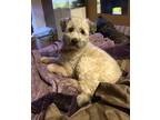 Adopt Teddi a Gray/Blue/Silver/Salt & Pepper Mixed Breed (Small) / Mixed dog in