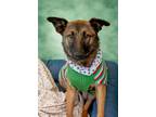 Adopt Melosa a Black - with Tan, Yellow or Fawn Belgian Malinois / Mixed dog in