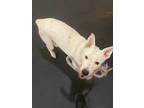 Adopt Polar a White - with Black Cattle Dog / Dalmatian / Mixed dog in Turlock