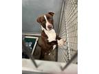 Adopt tyron a Brown/Chocolate American Pit Bull Terrier / Mixed dog in Selma