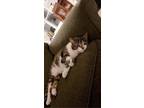 Adopt Jim a Brown Tabby American Shorthair / Mixed cat in Burton, OH (33430441)