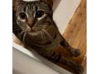 Adopt Camille a Gray, Blue or Silver Tabby American Shorthair / Mixed (short