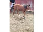 Gaited filly