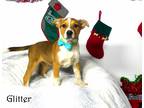 Adopt Glitter~adopted! a Tan/Yellow/Fawn - with White Jack Russell Terrier /