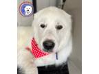 Adopt Rumple a White Great Pyrenees / Mixed dog in Portland, OR (33428975)